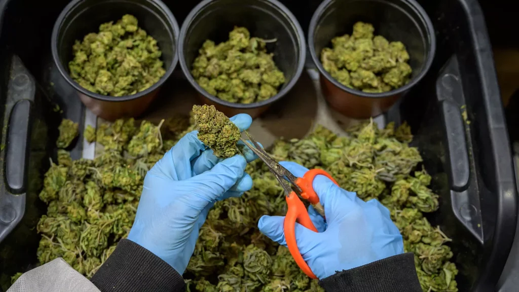 cannabisladen deutschland