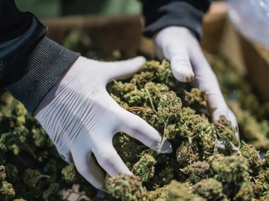 Weed online bestellen